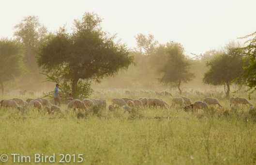 Goat herder - and goats - in the Rajasthan countryside near Jodhpur.