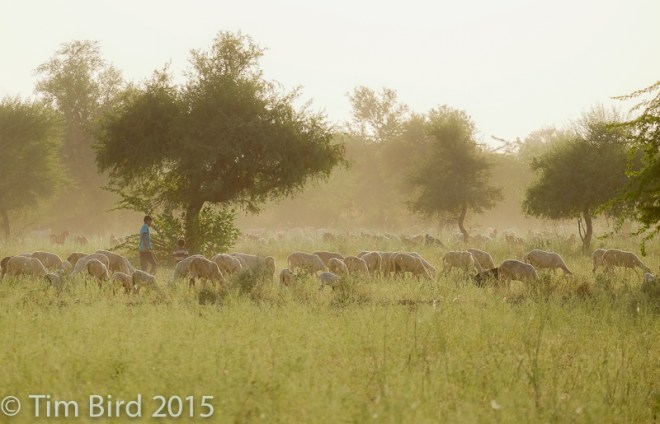 Goat herder - and goats - in the Rajasthan countryside near Jodhpur.